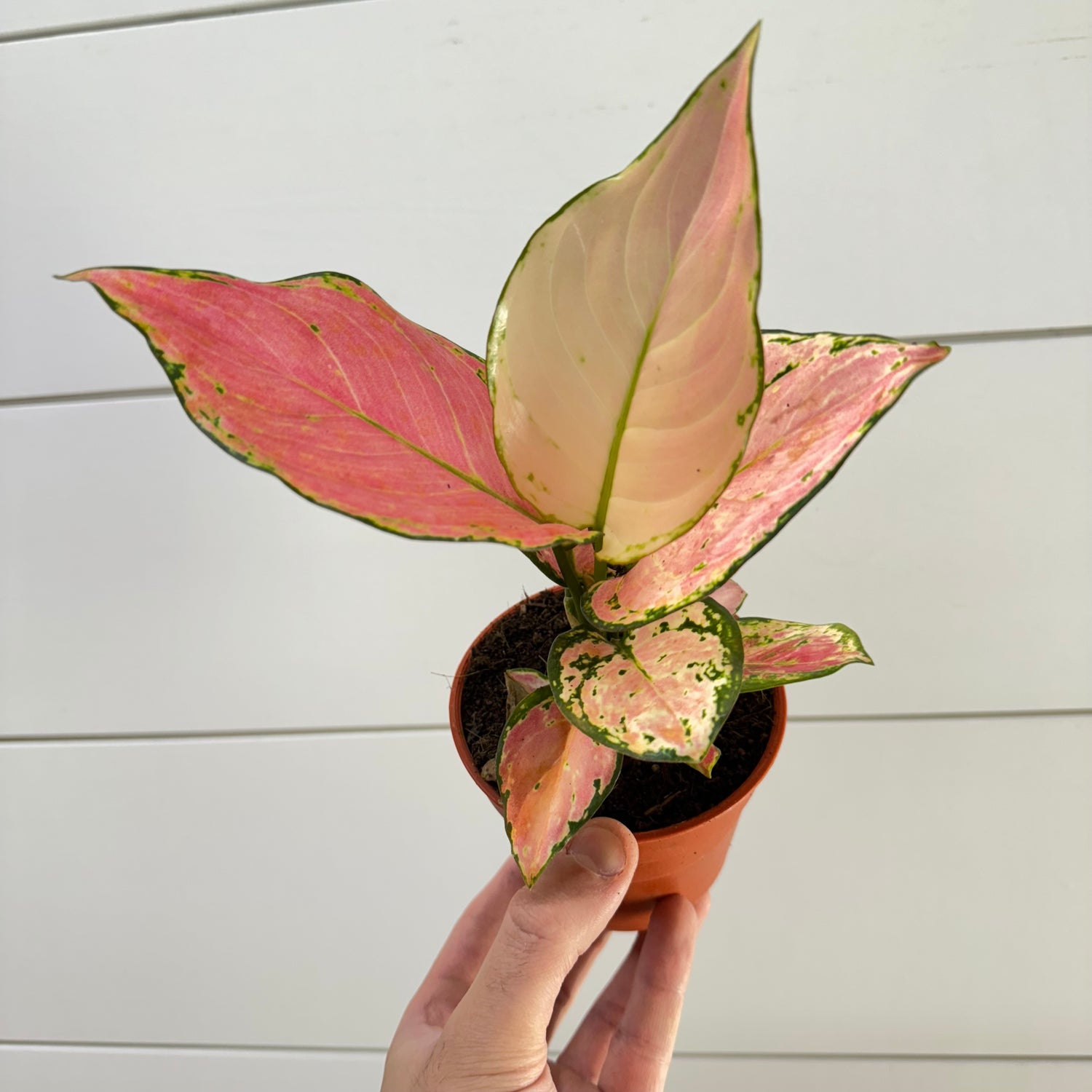 Aglaonema Geely Red