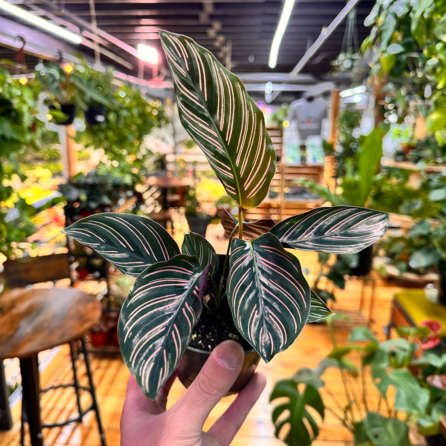 Calathea Ornata