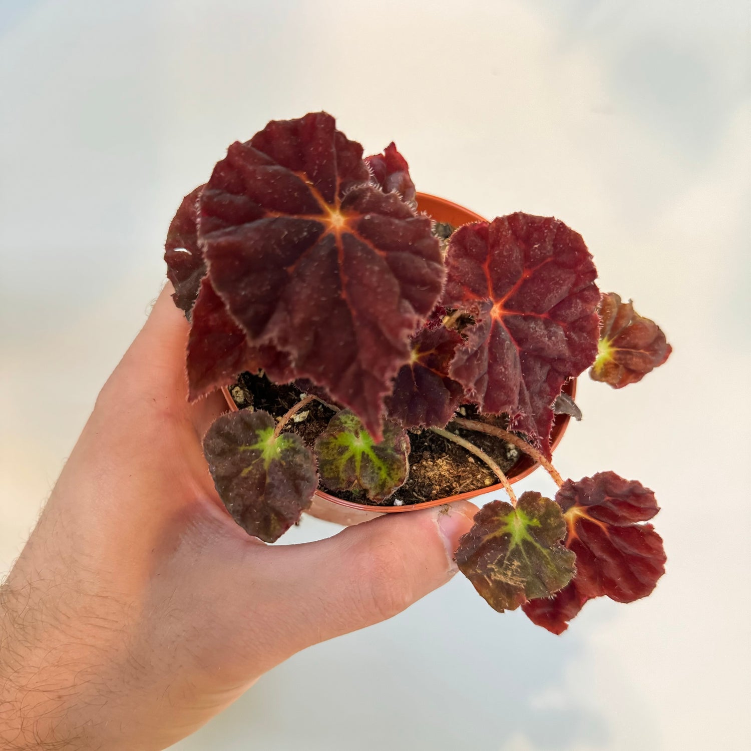 Begonia Madam O&