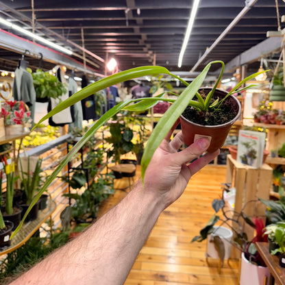 Philodendron Holtonianum