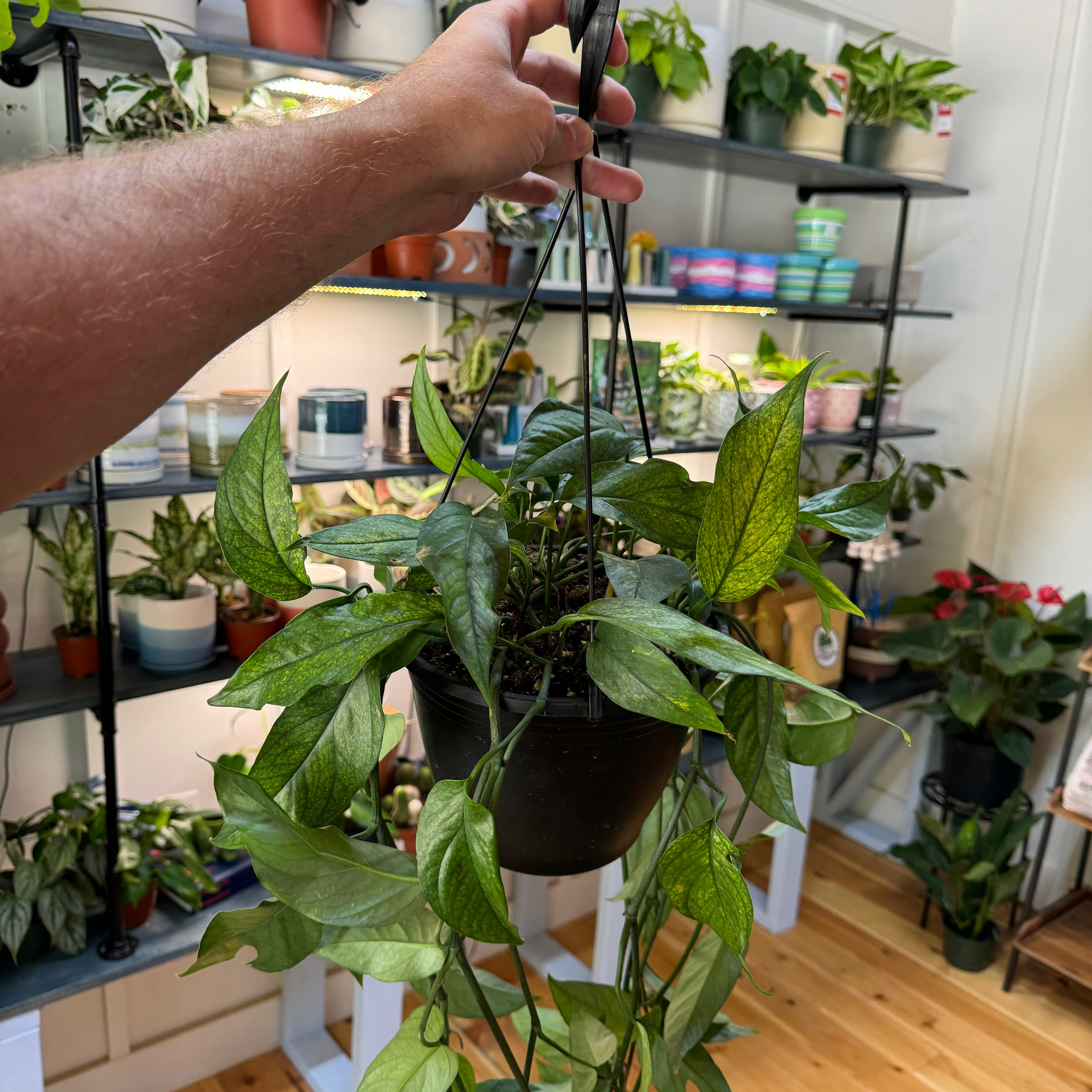 Pothos Baltic Blue