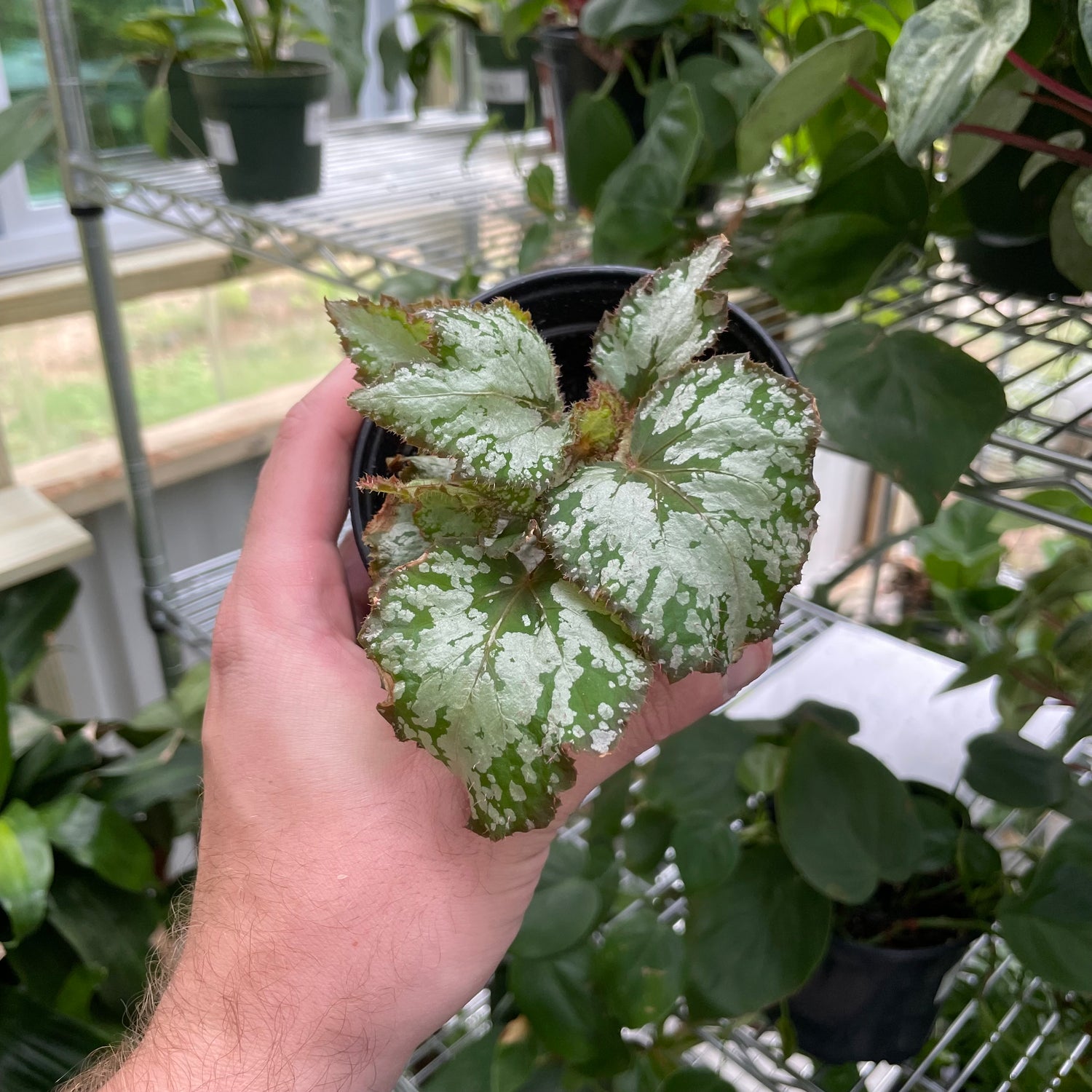 Begonia Rex