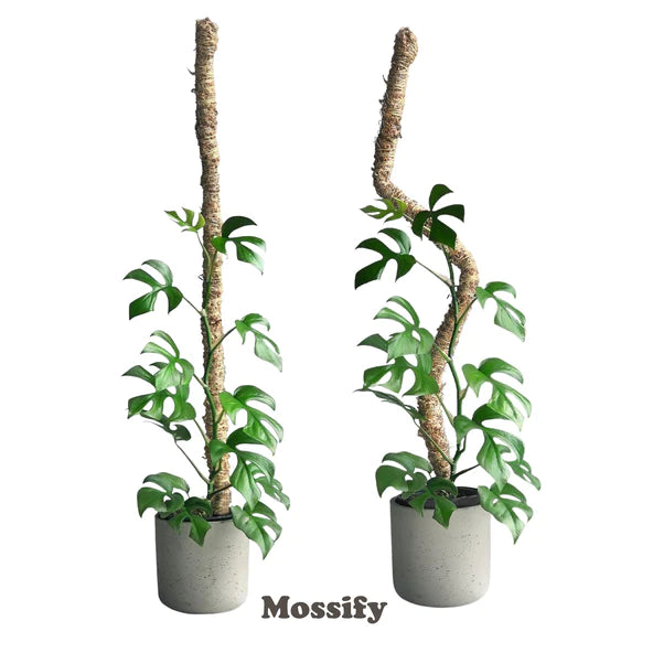 The Original Bendable Moss Pole™