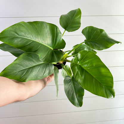 Philodendron Giganteum