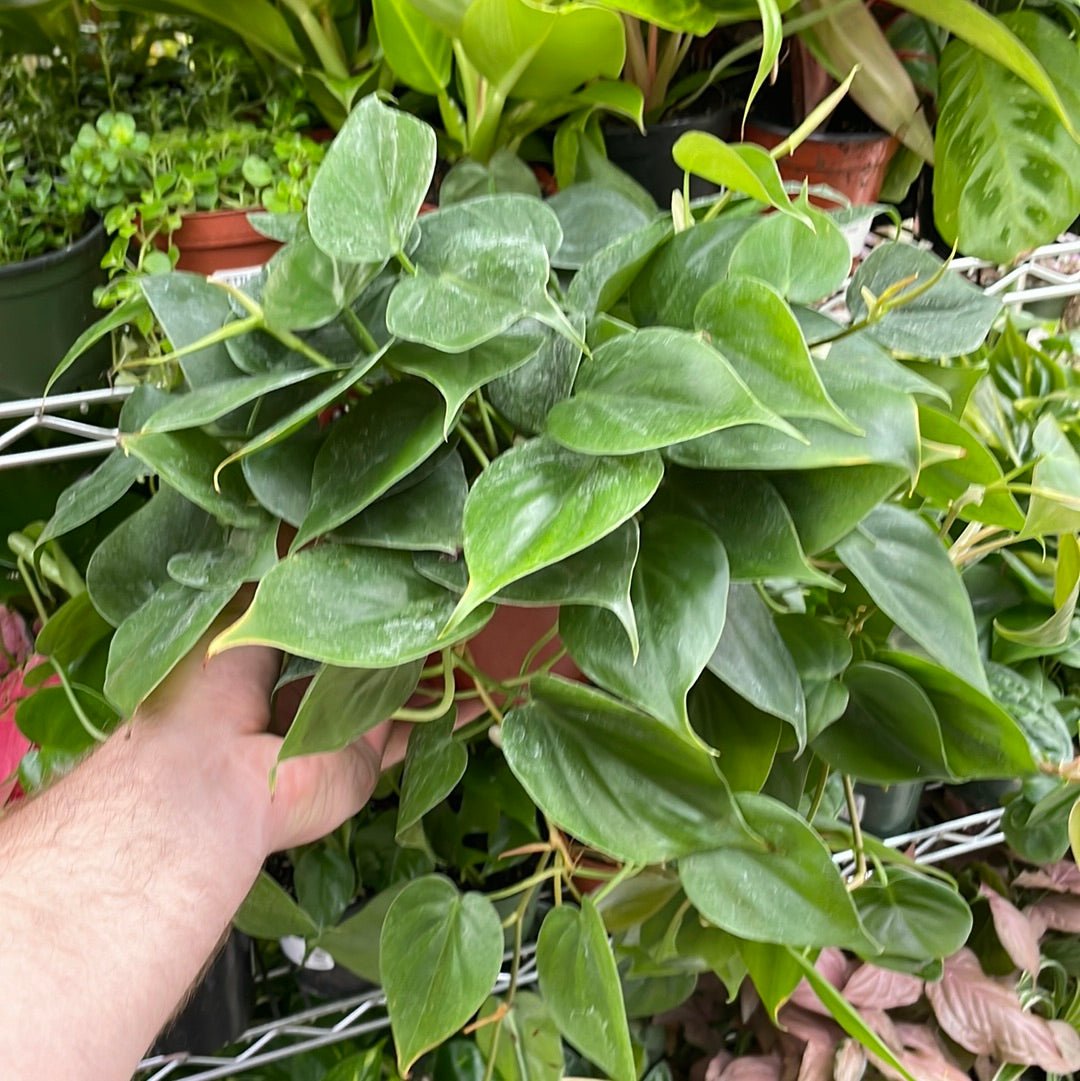 Philodendron Heartleaf