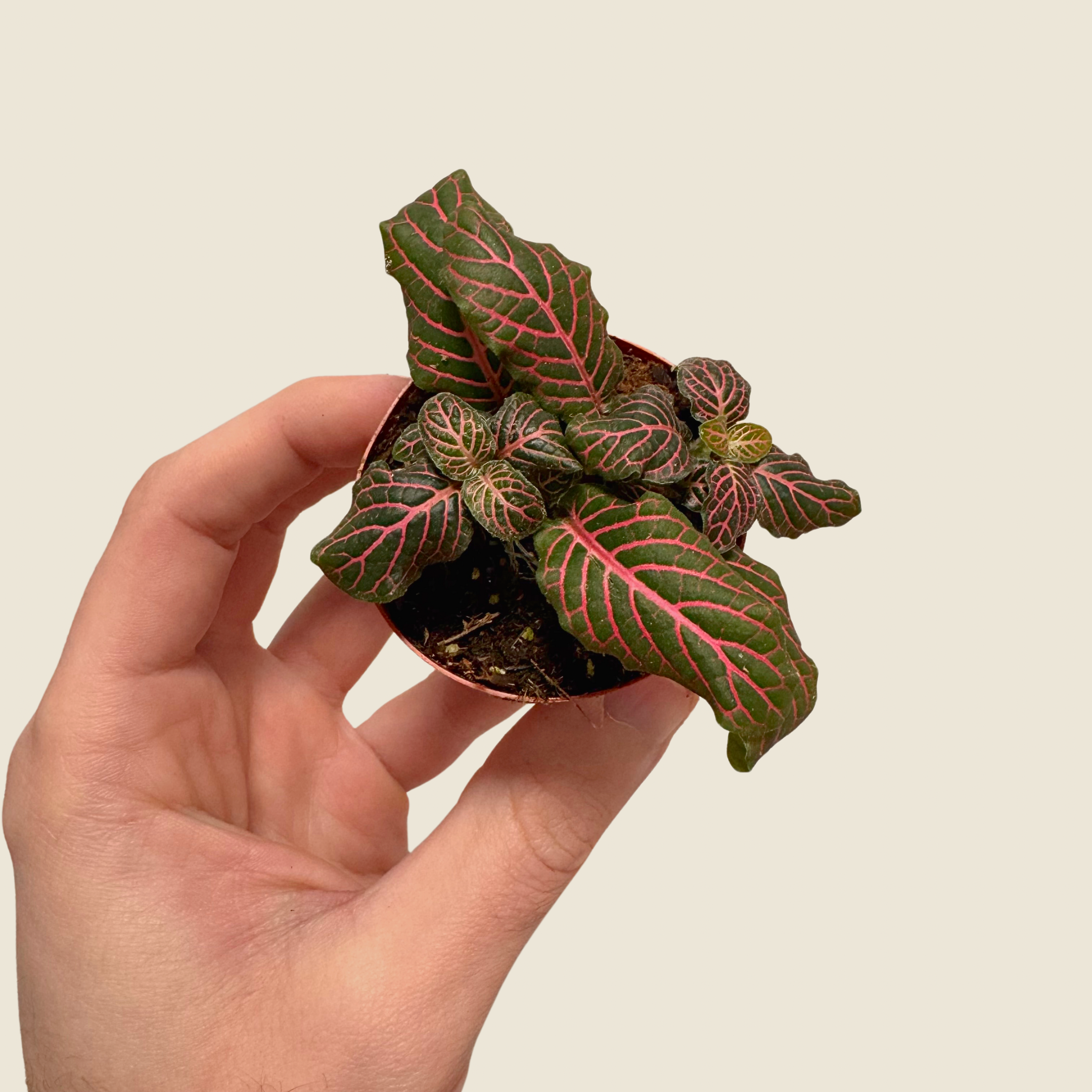 Fittonia Nerve Plant