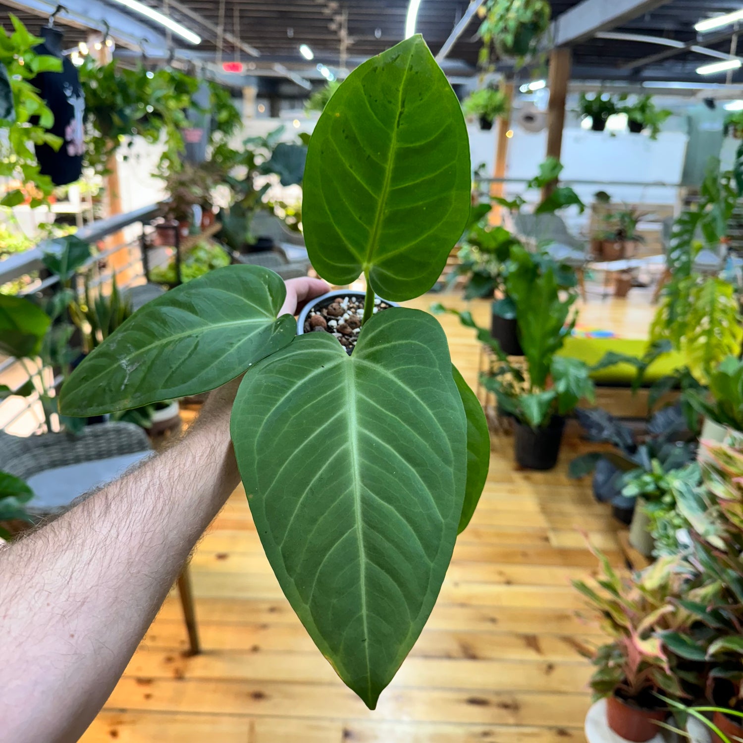 Anthurium Villenaorum