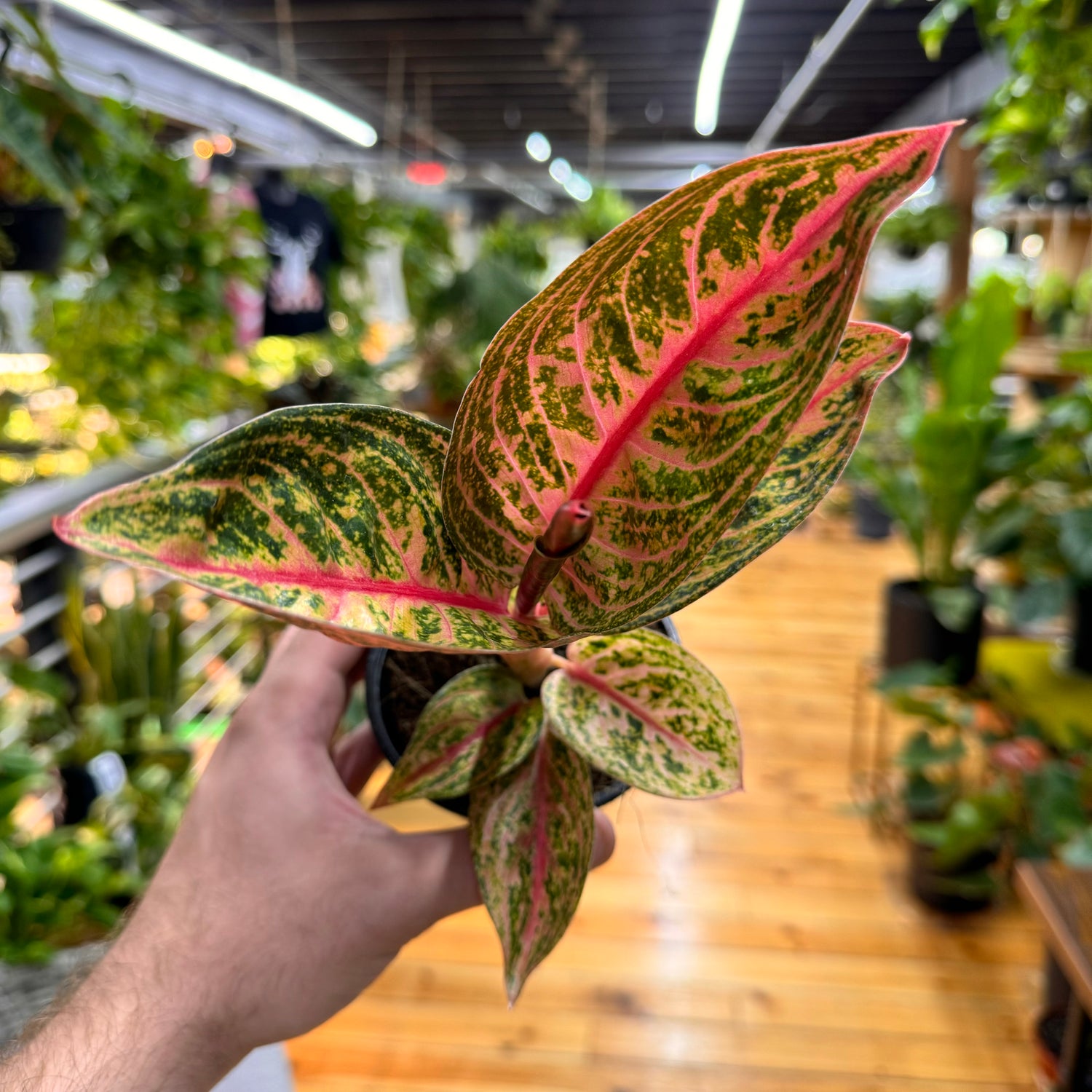 Aglaonema Gold Powder