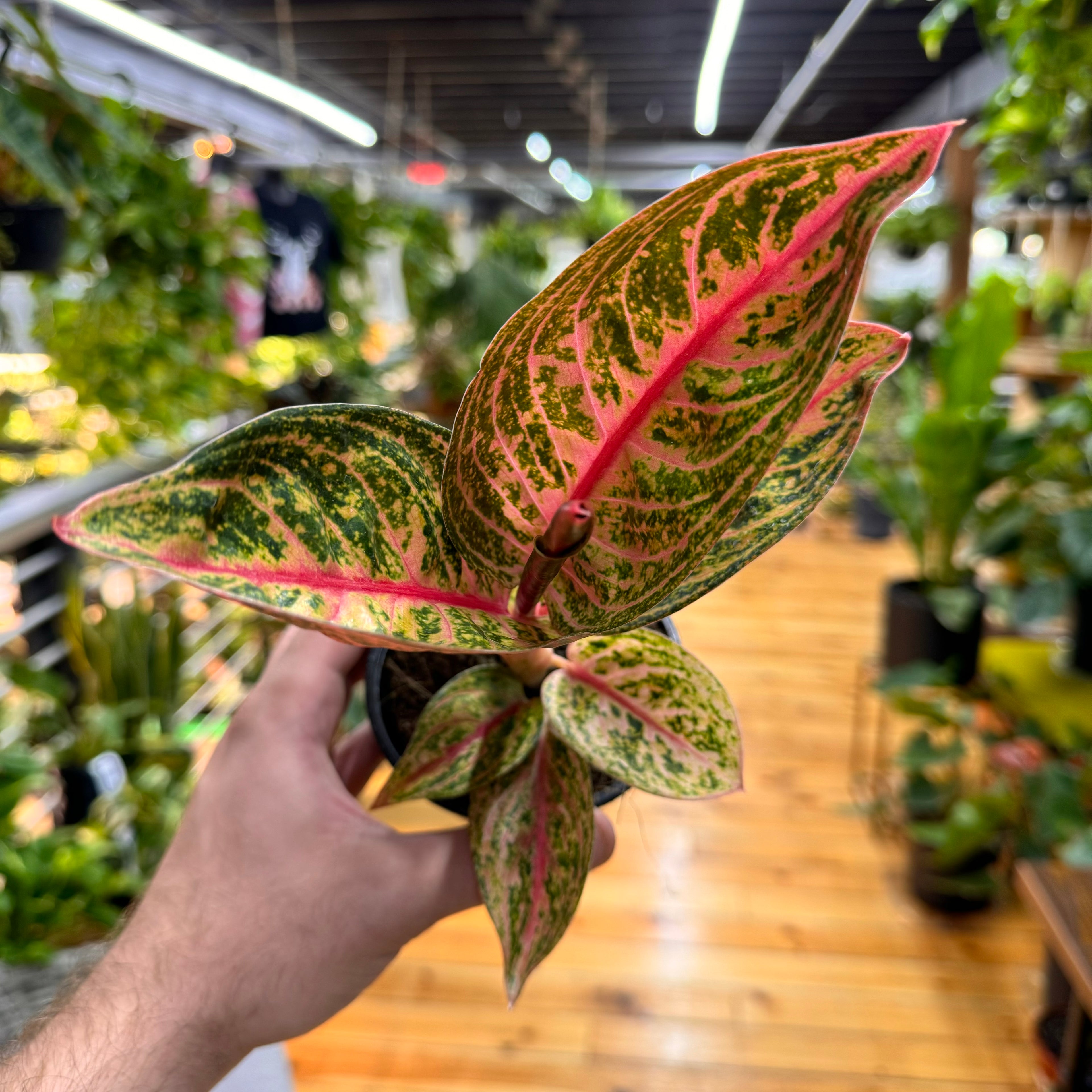 Aglaonema Gold Powder