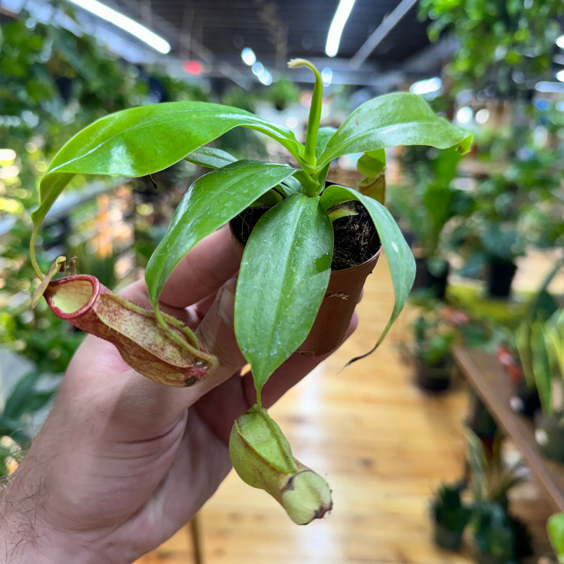 Nepenthes Gaya