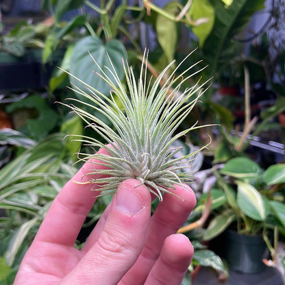 Ionantha Guatemala Air Plant