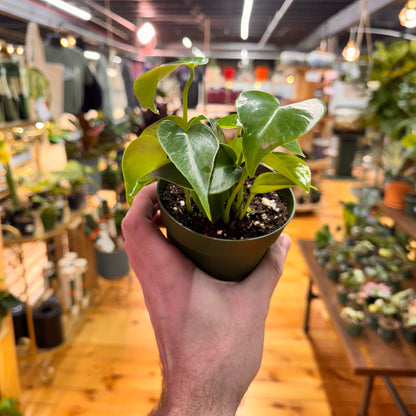 Monstera Deliciosa