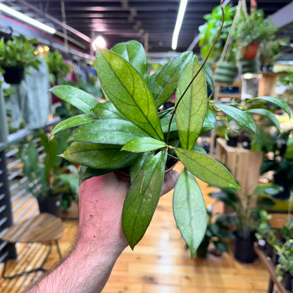 Hoya Crassipetiolata