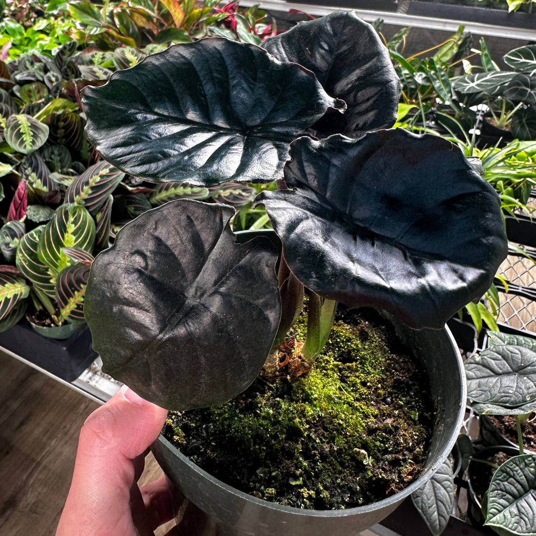 Alocasia Infernalis Kapit