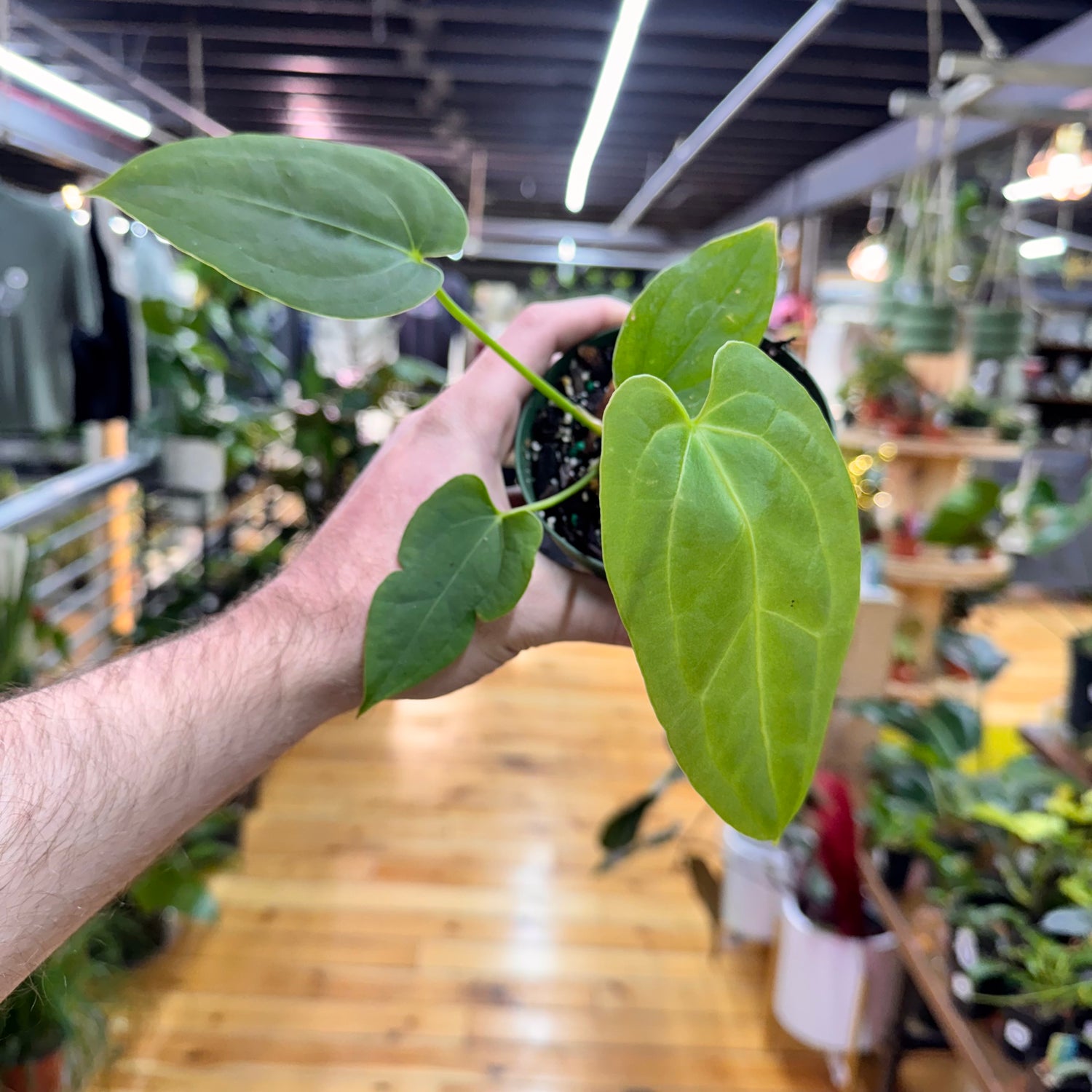 Anthurium Green Papillilaminum x Self