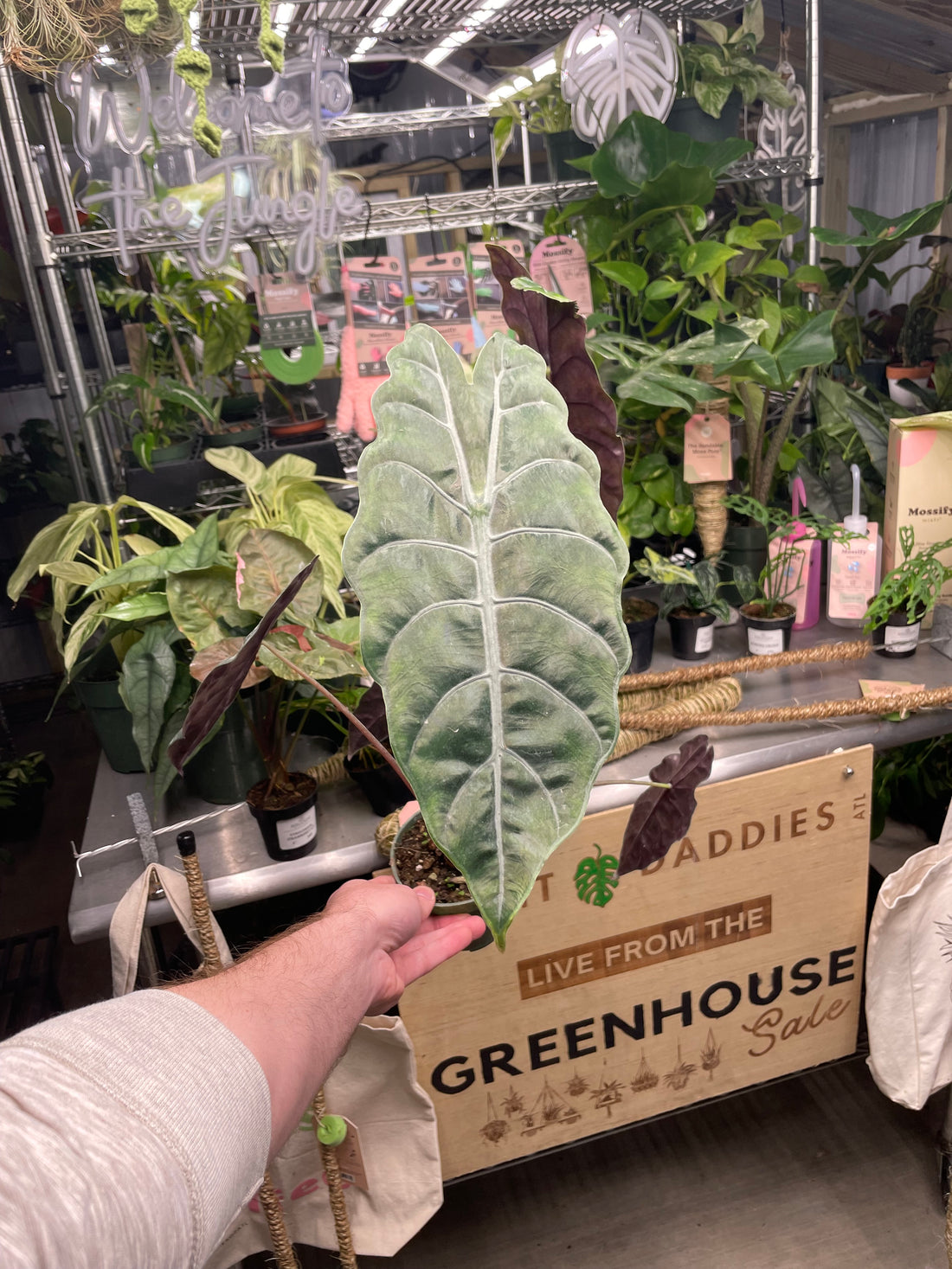 Alocasia Chantrieri