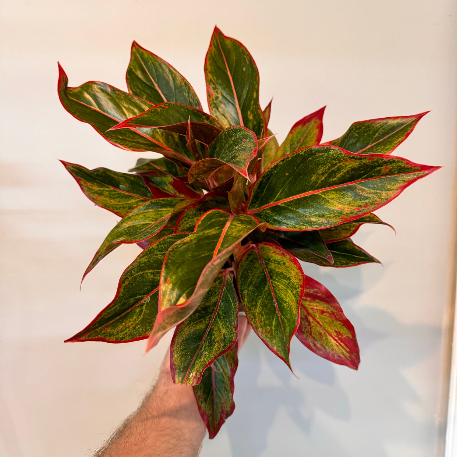 Aglaonema Red Siam