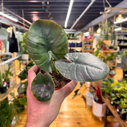 Alocasia Platinum