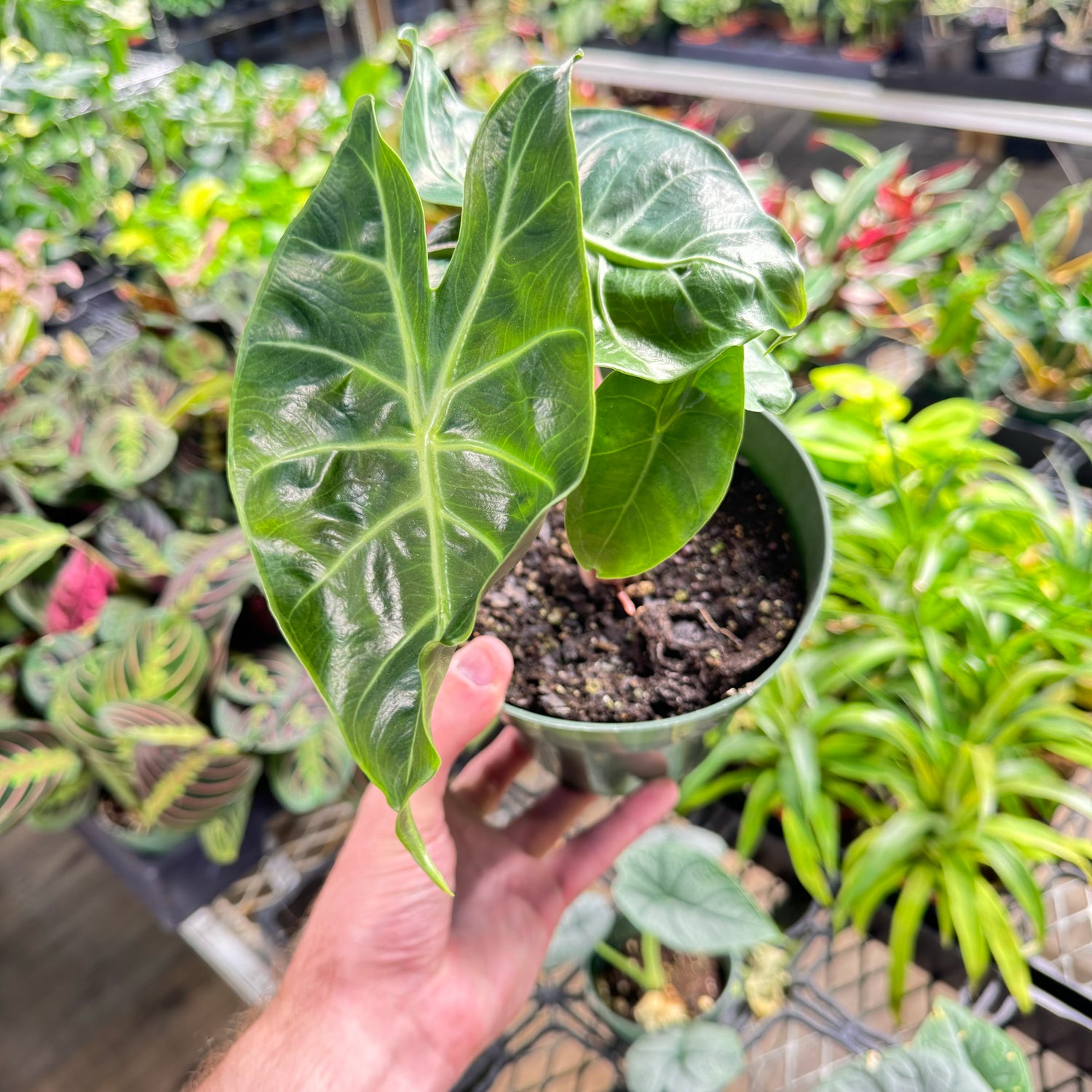 Alocasia Morocco