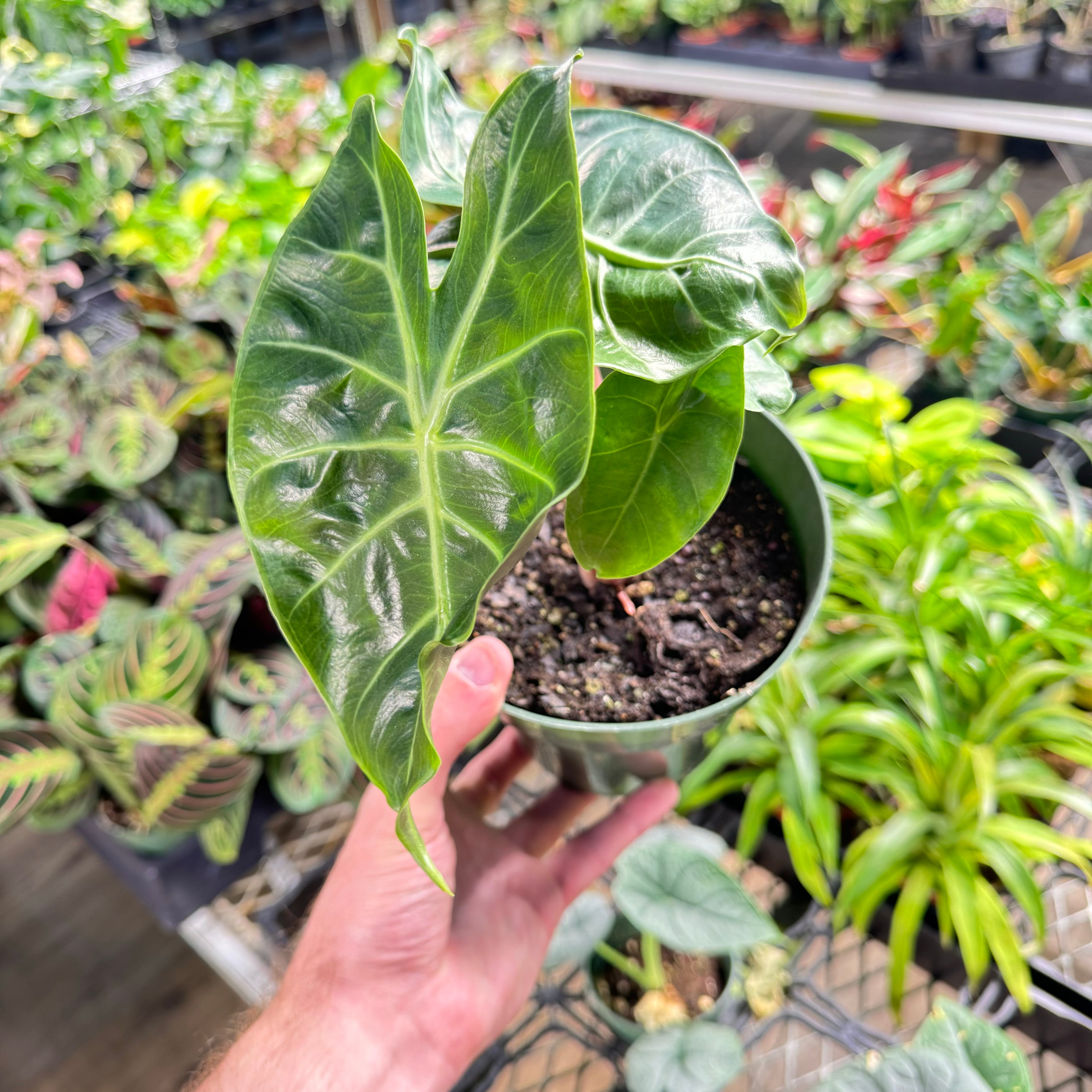 Alocasia Morocco