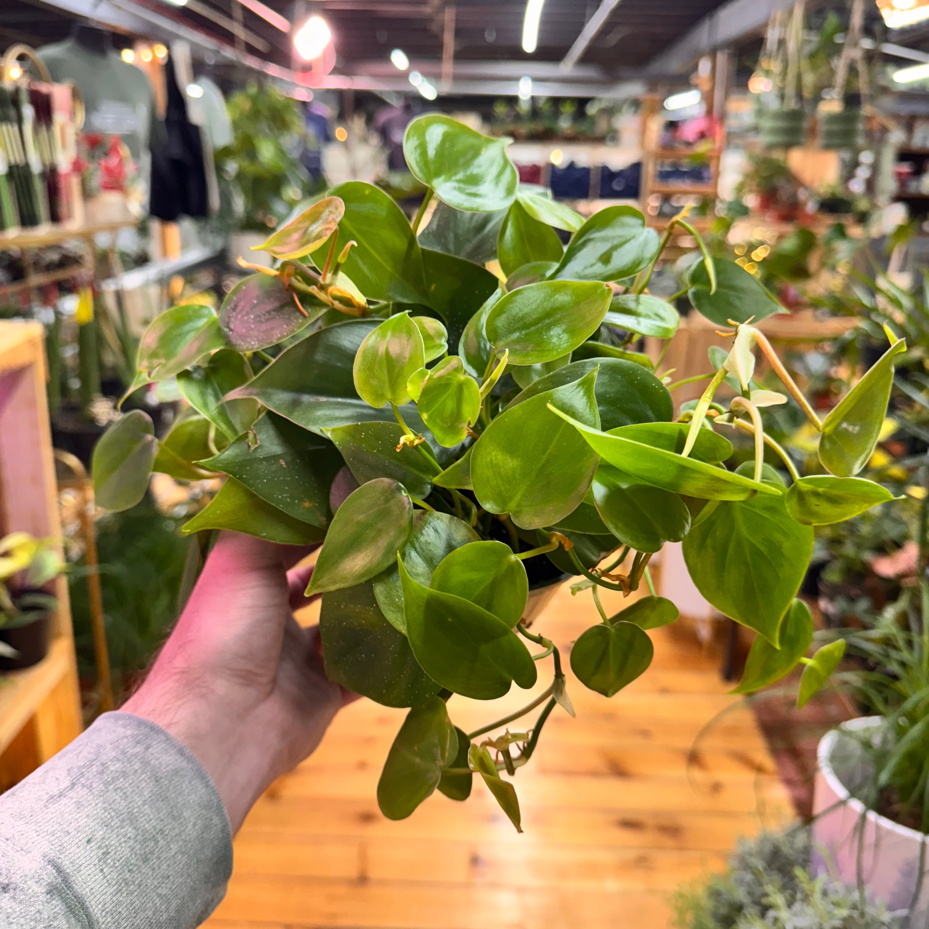 Philodendron Heartleaf