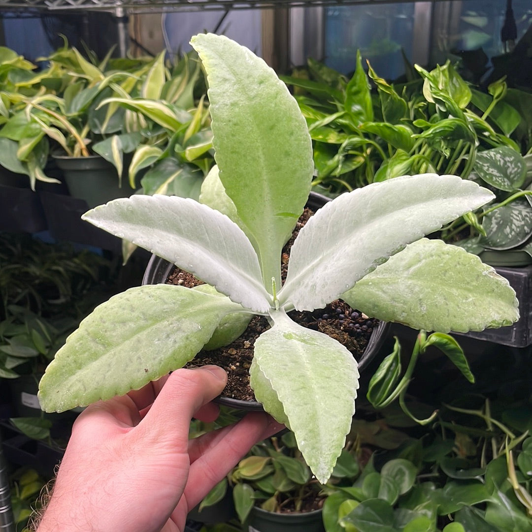 Kalanchoe Donkey Ears