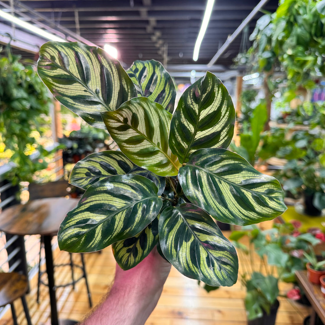 Calathea Makoyana