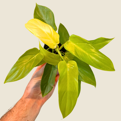 Philodendron Bipennifolium Aurea