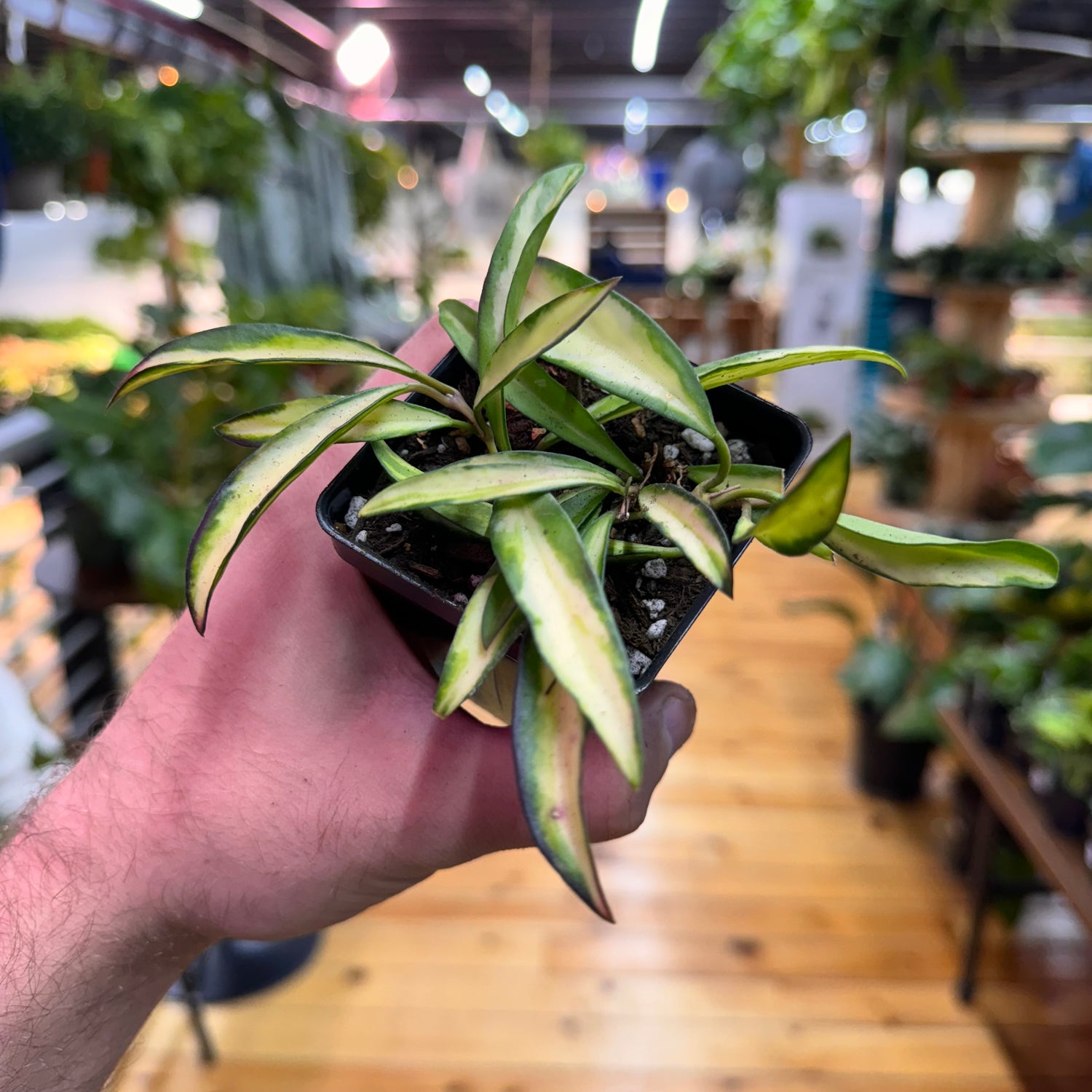 Hoya Wayetii Variegated