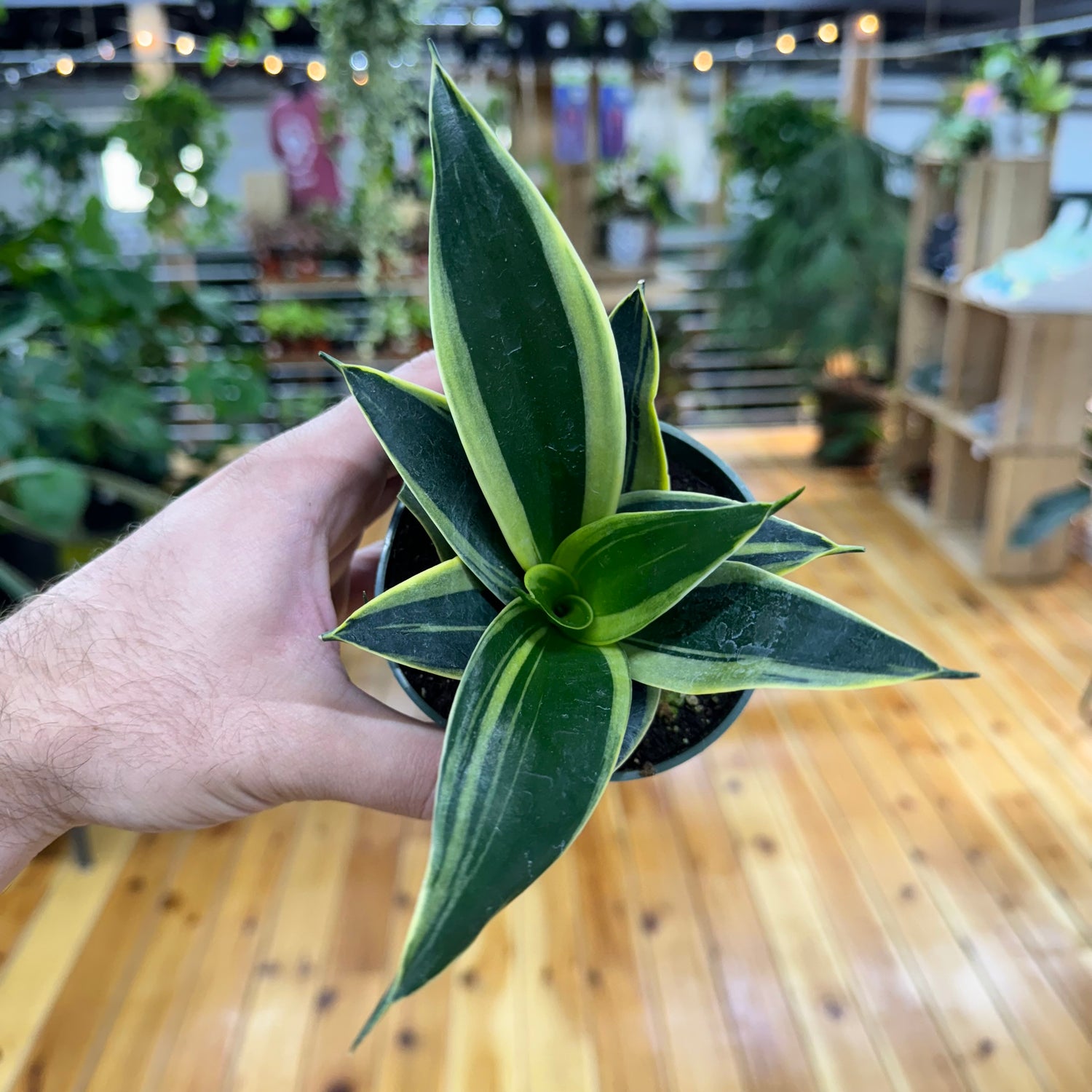 Sansevieria Black Gold