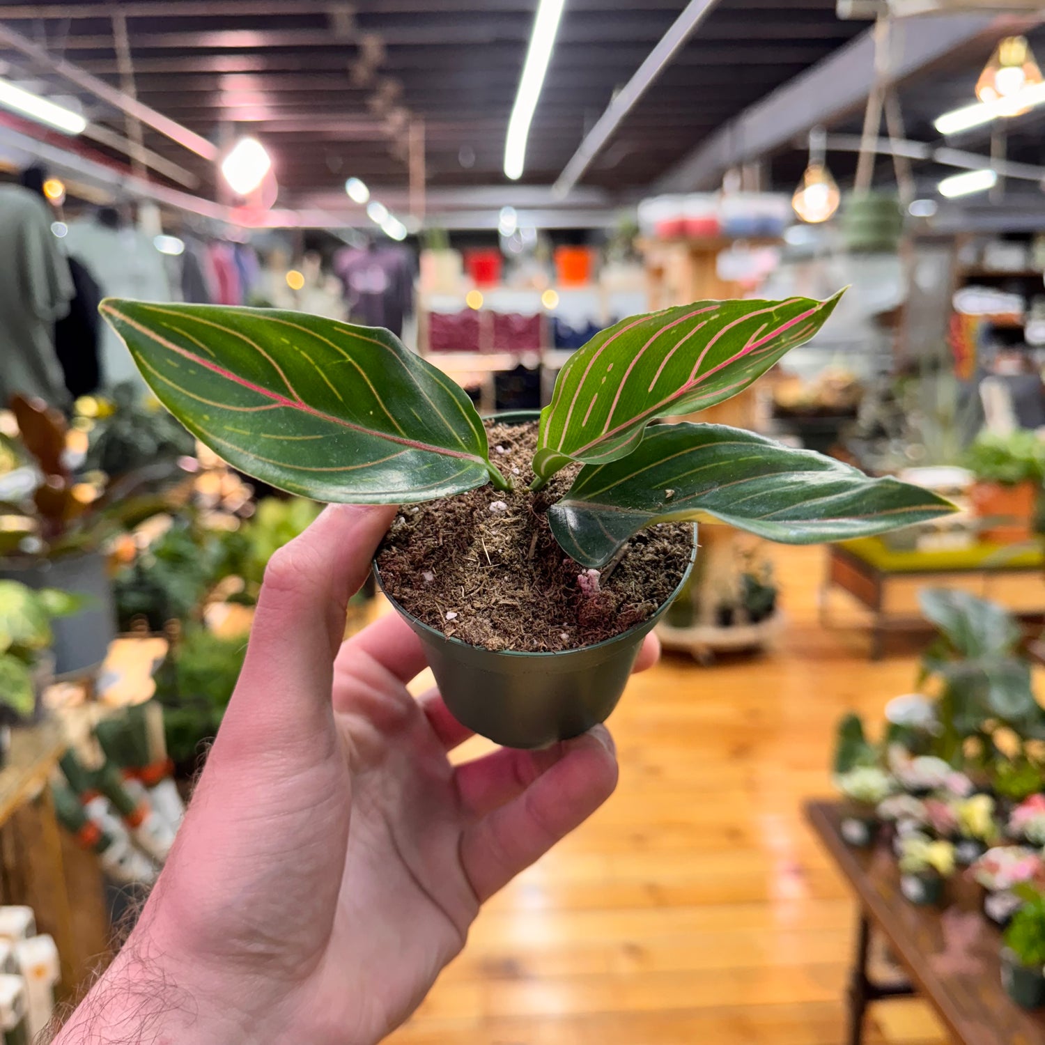 Aglaonema Red Vein