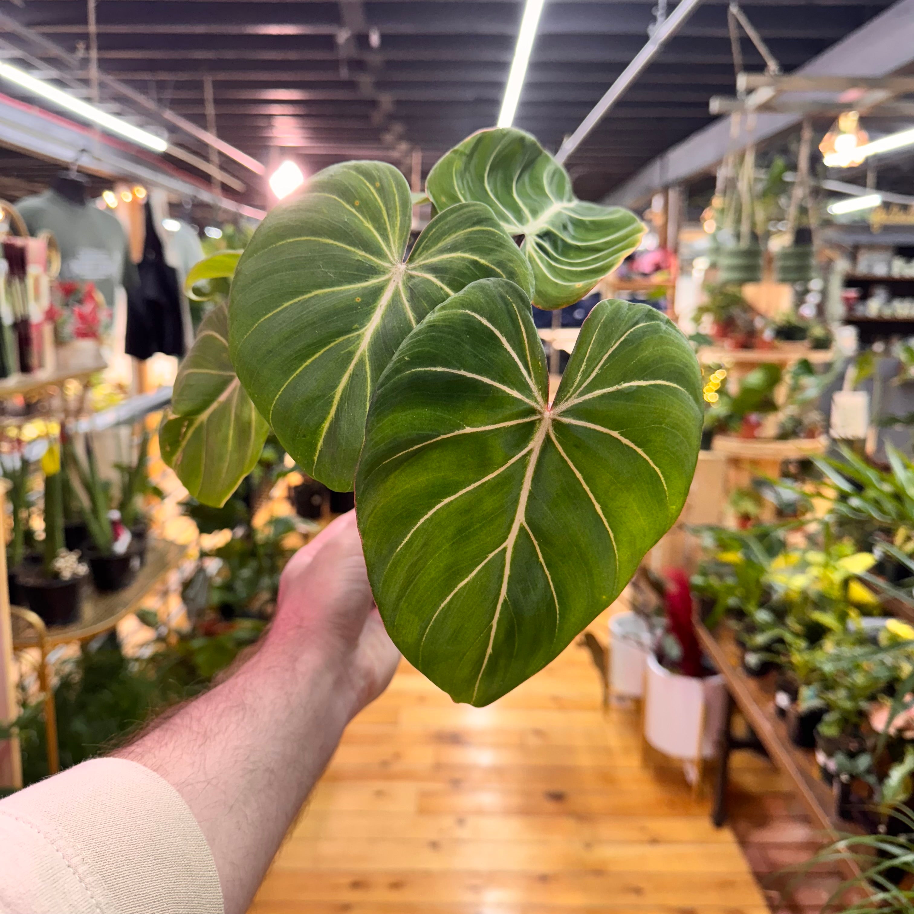 Philodendron Gloriosum