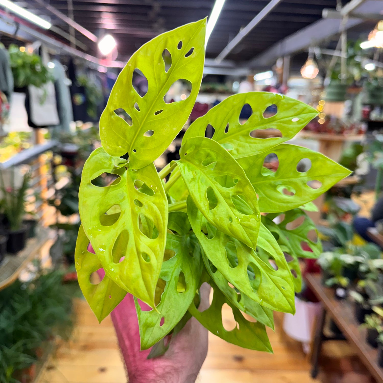 Monstera Adansonii Neon