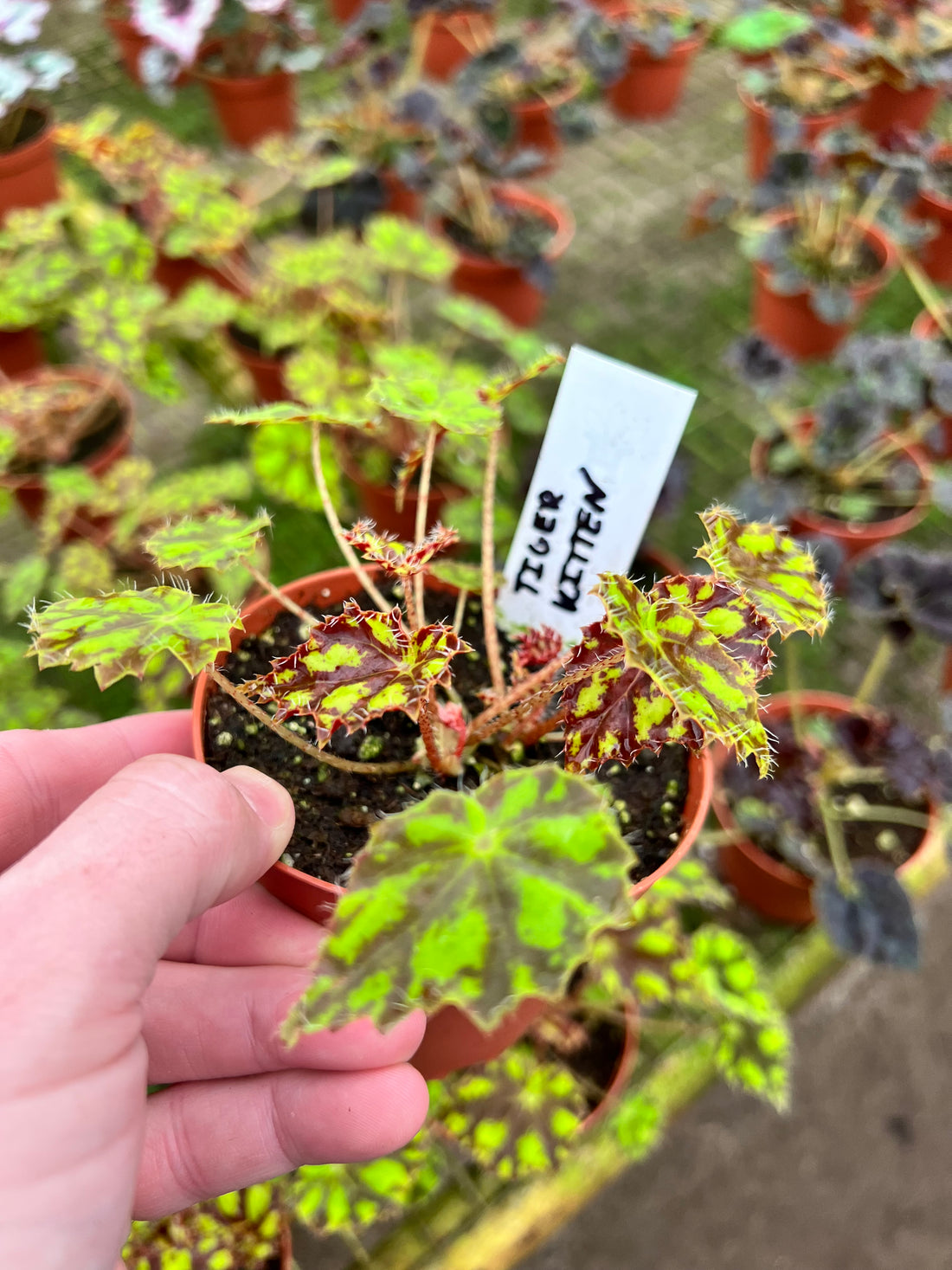 Begonia Tiger Kitten