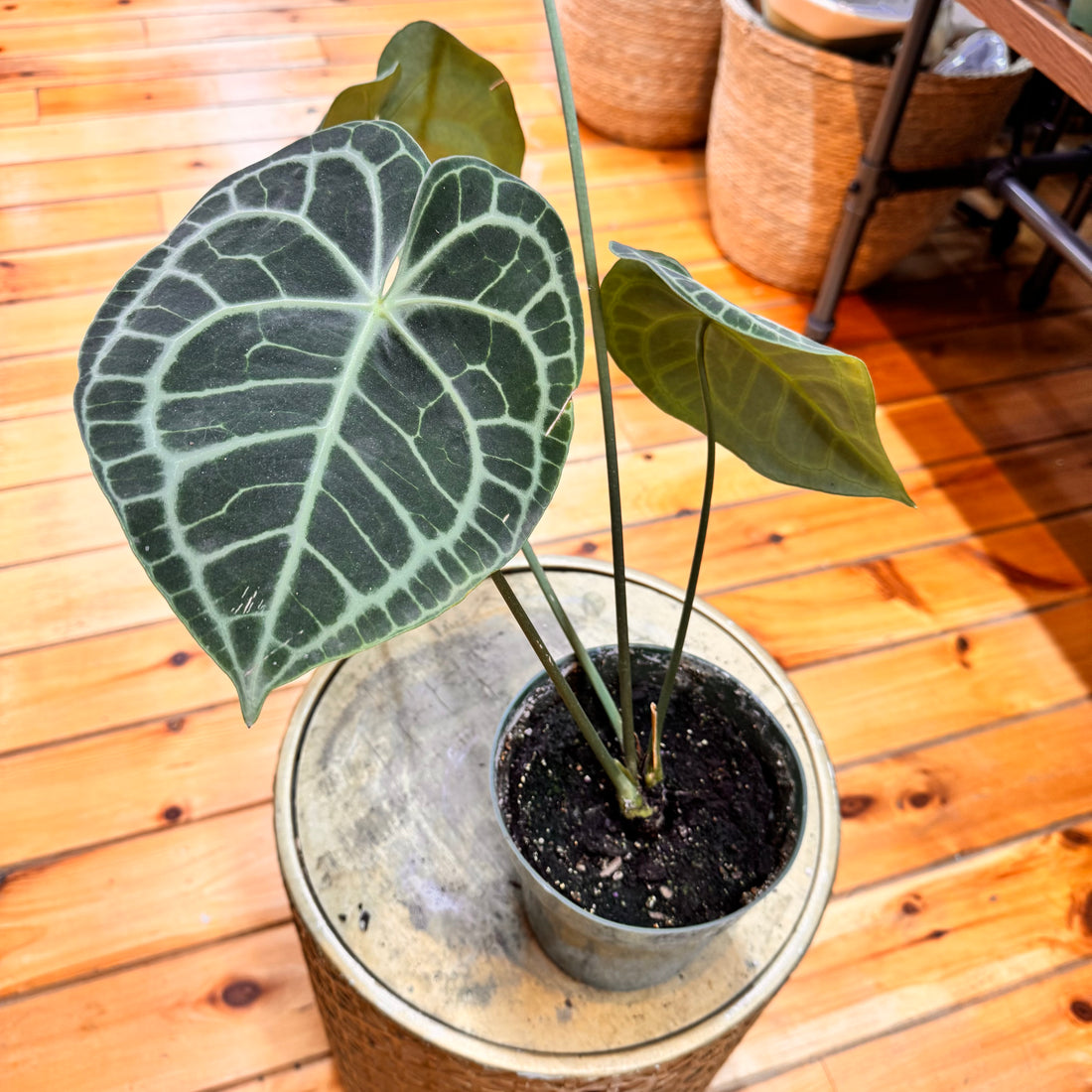 Anthurium Queen of Clarinervum