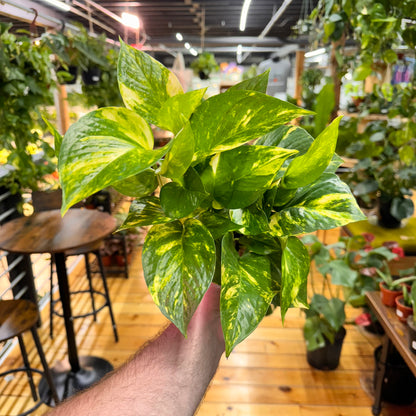 Pothos Hawaiian