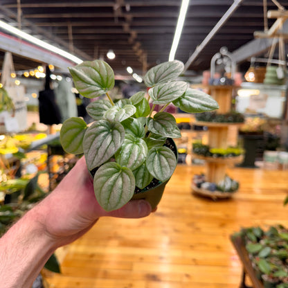 Peperomia Frost