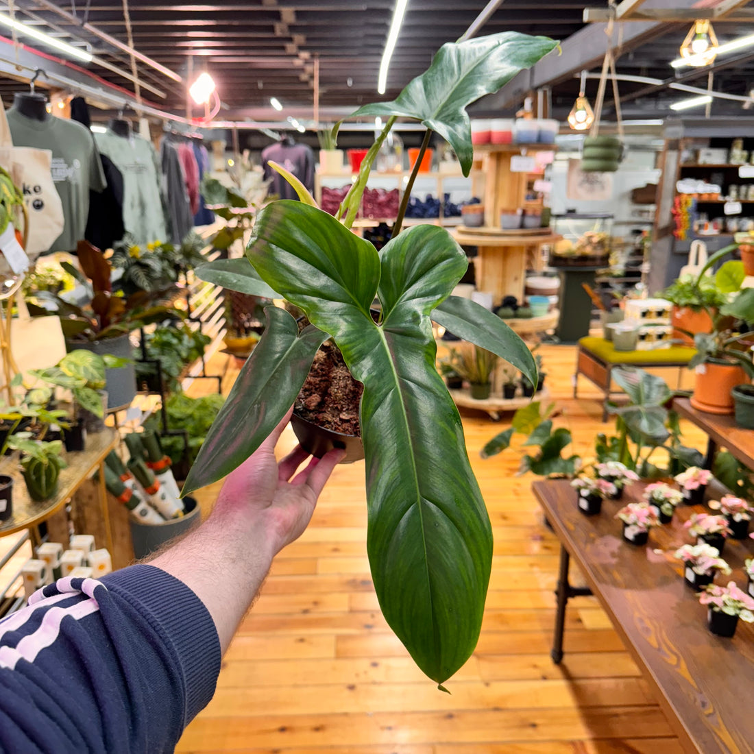 Philodendron 69686