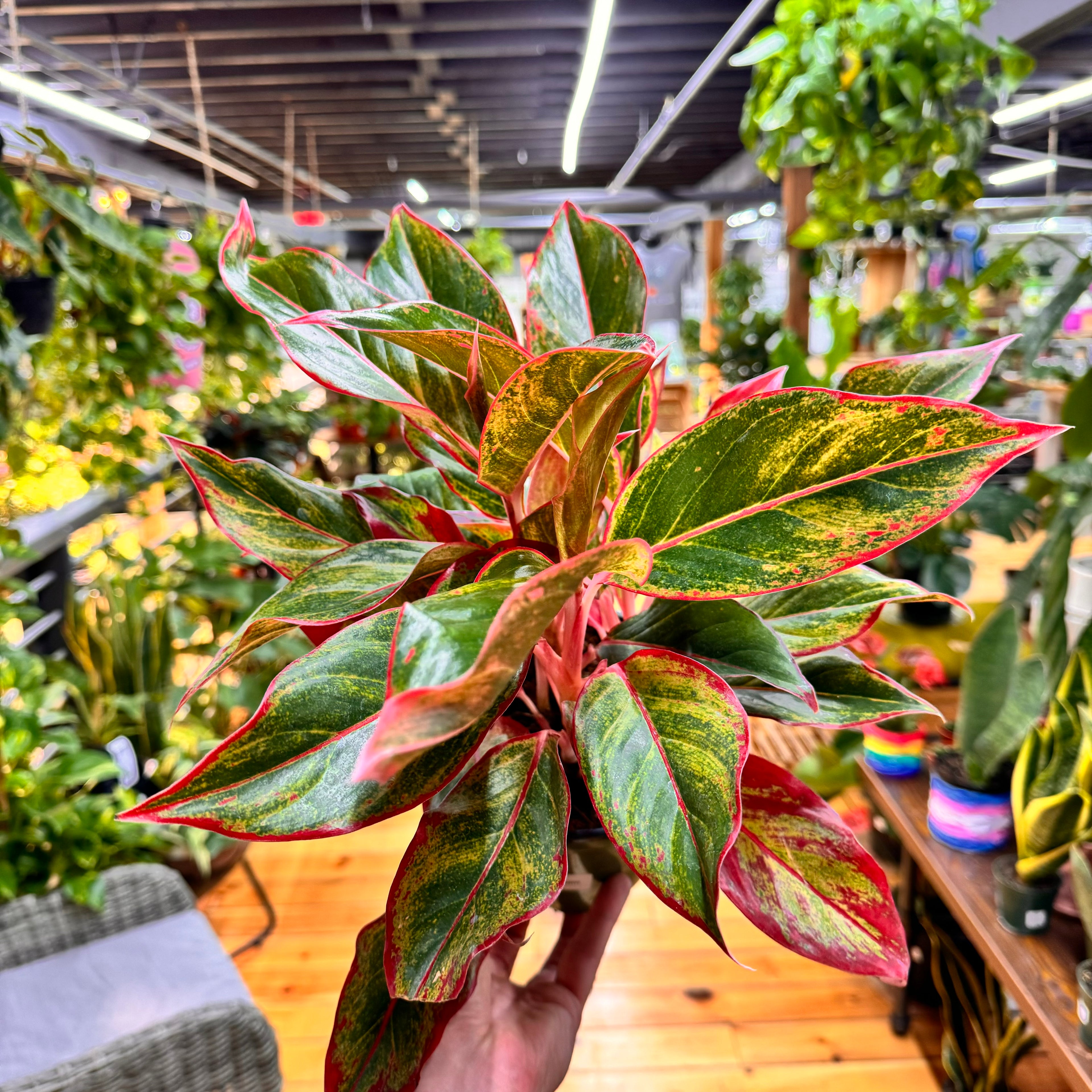 Aglaonema Red Siam