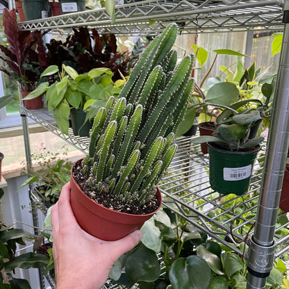 Acanthocereus Tetragonus