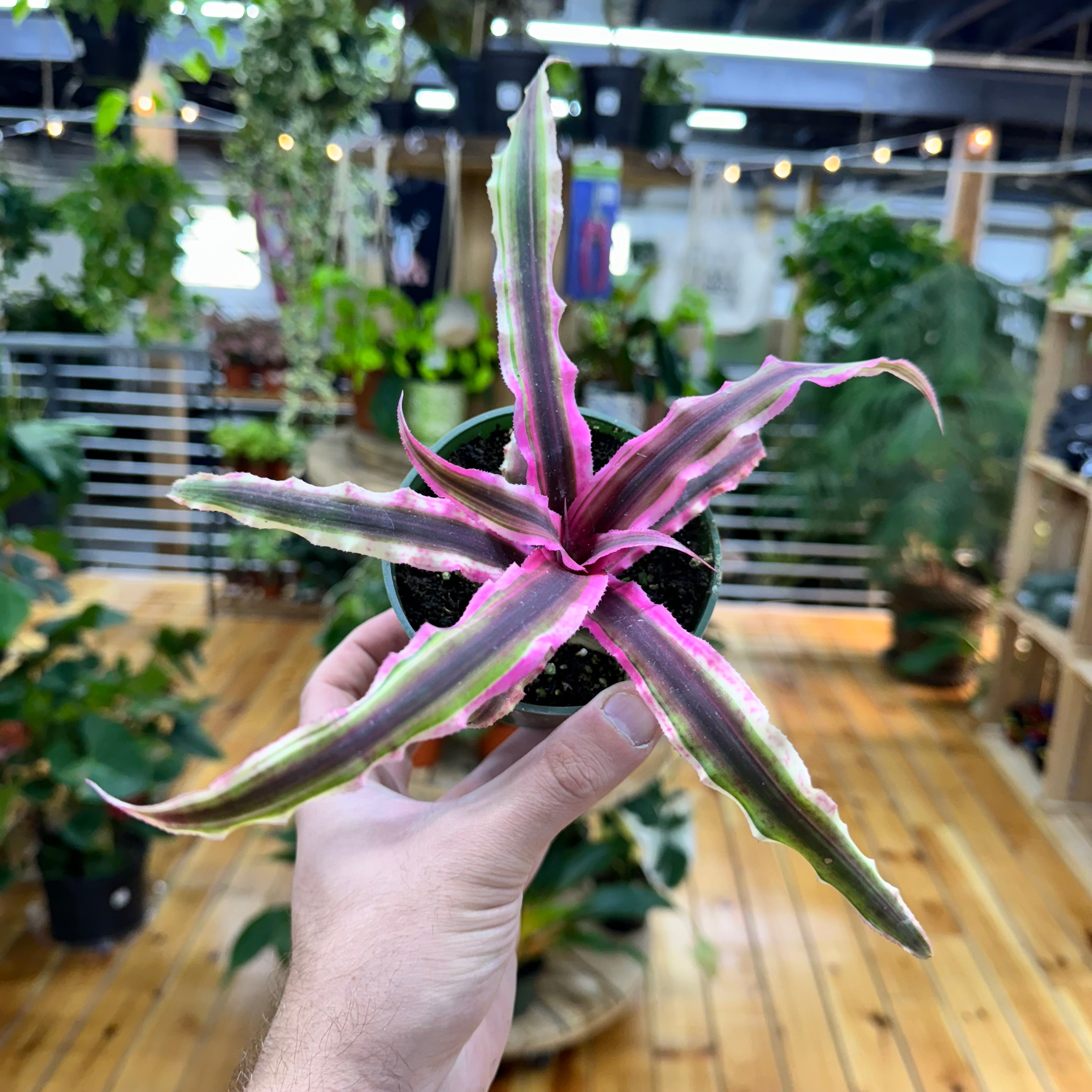 Cryptanthus Bivittatus Pink