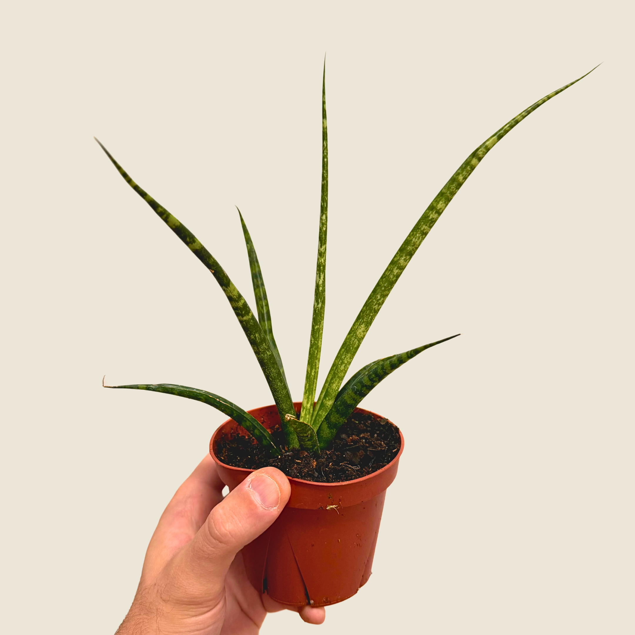 Sansevieria Fernwood Mikado