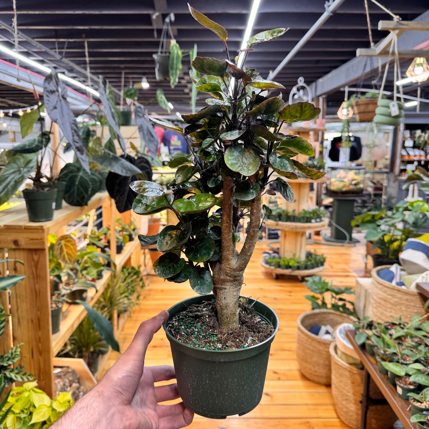 Aralia Fabian Stump
