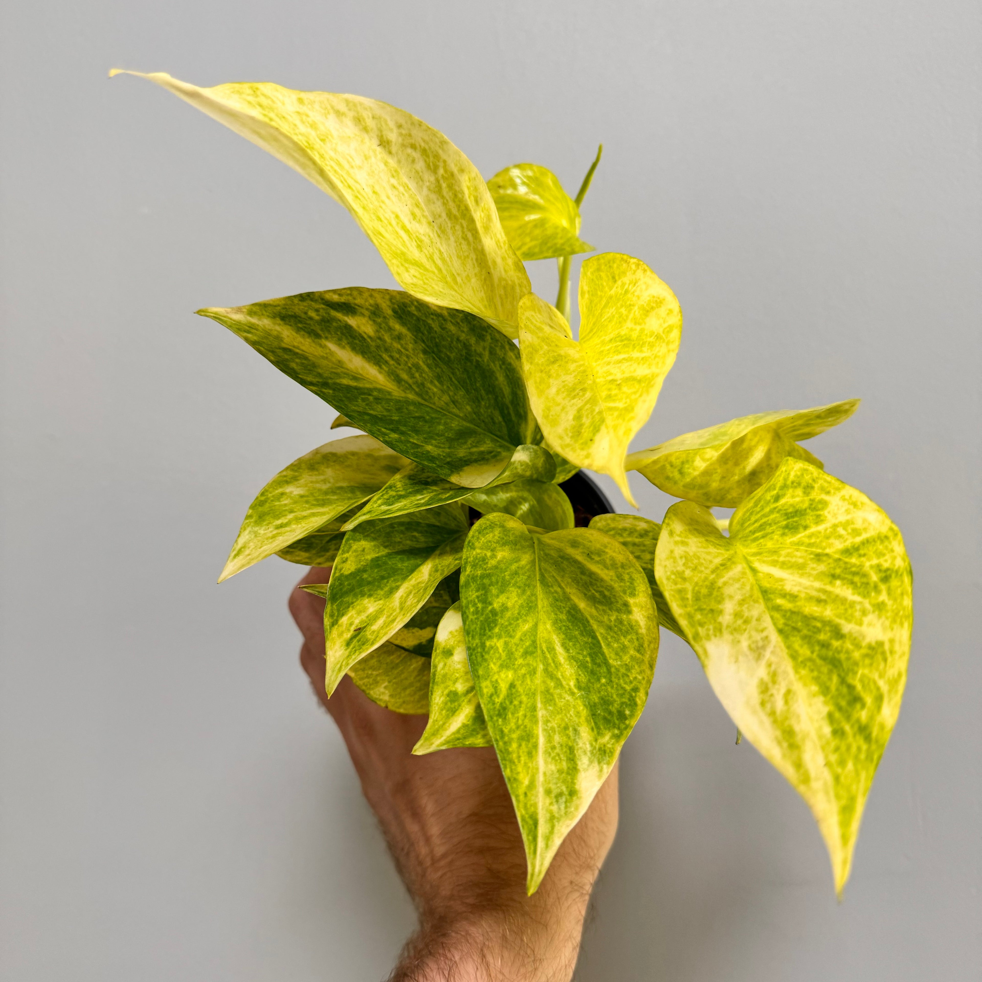 Pothos Neon Queen