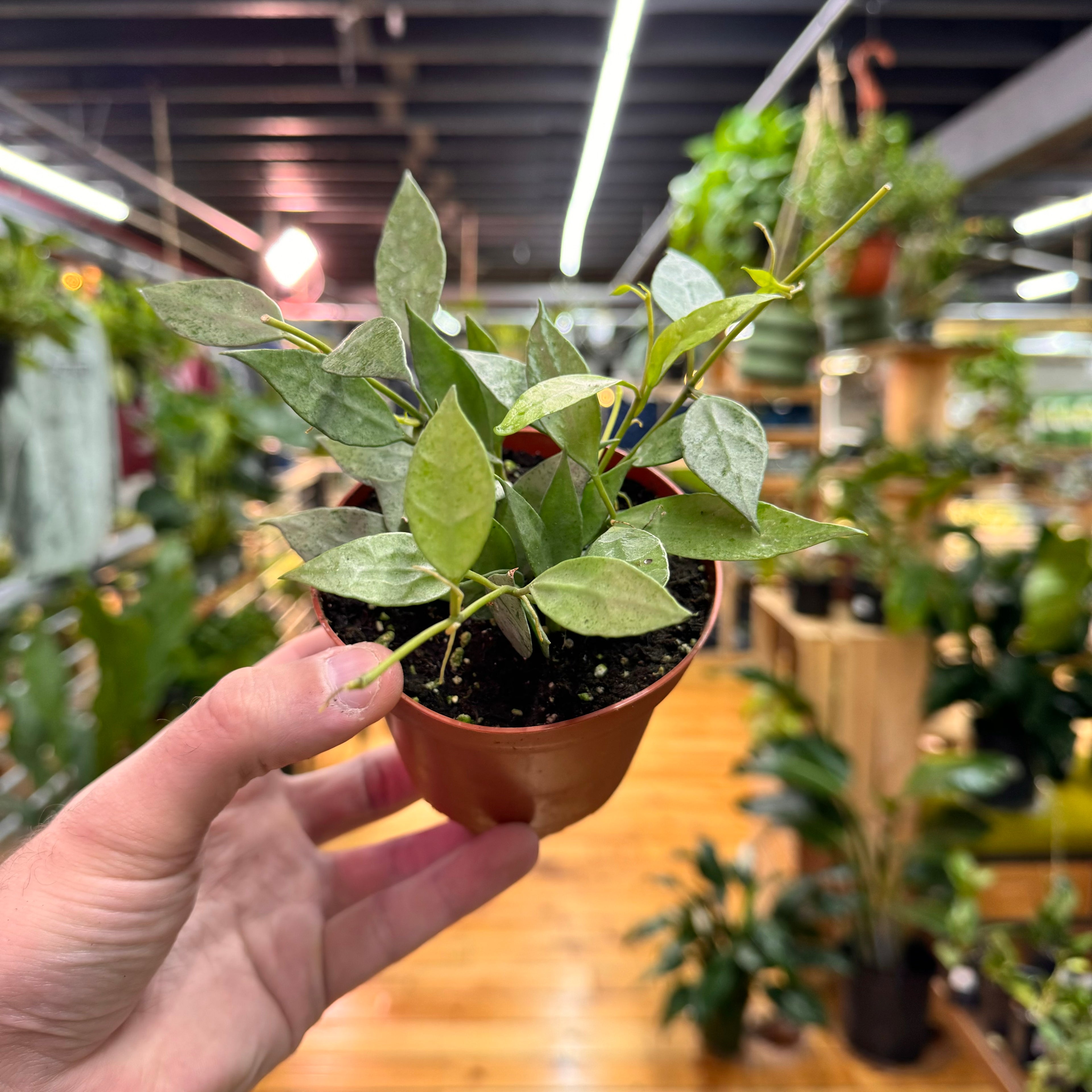 Hoya Lacunosa Mint