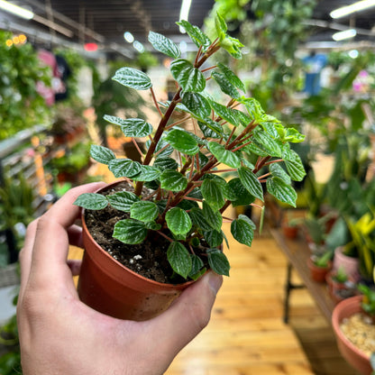 Peperomia Meridana