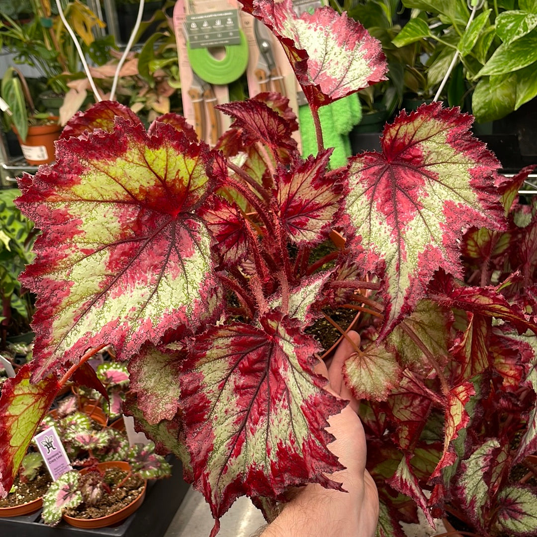 Begonia Ring of Fire