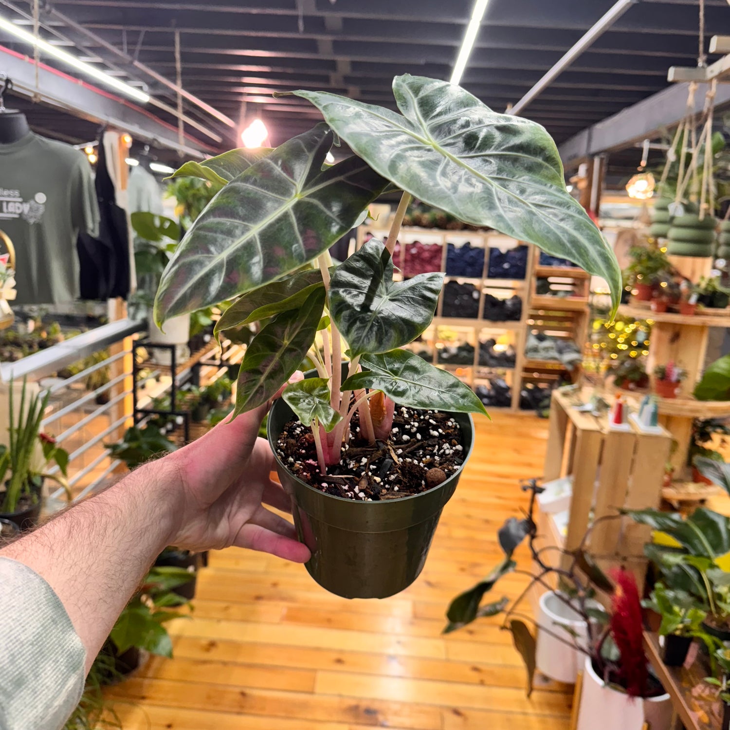 Alocasia Morocco