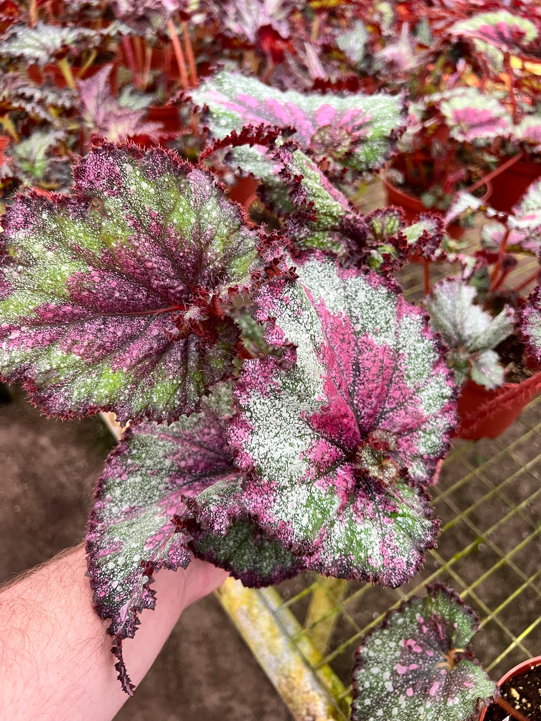 Begonia Magic Dragon