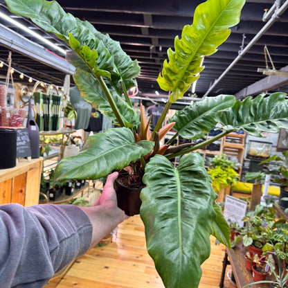 Philodendron Jungle Boogie